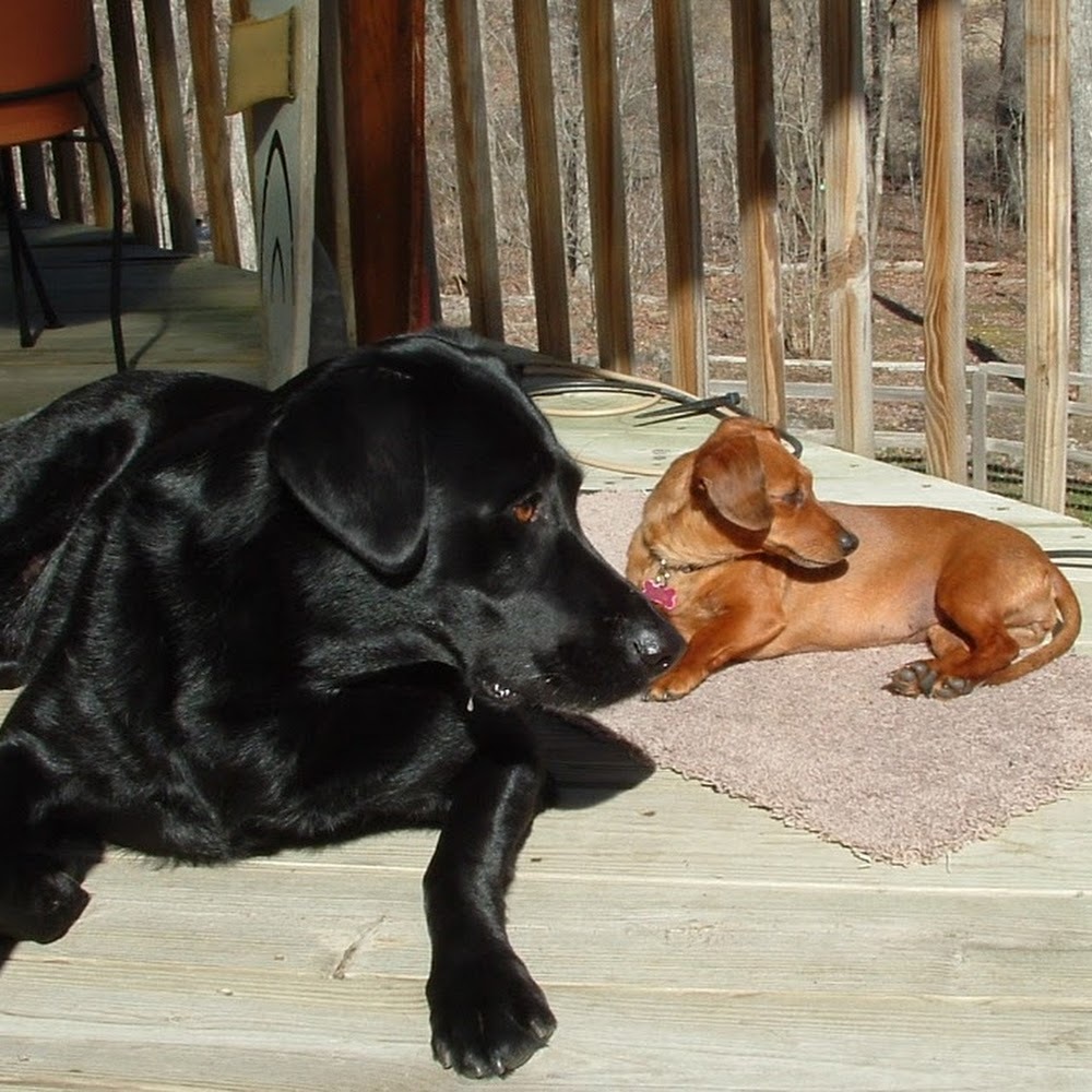 Meet your Posher, Alisa